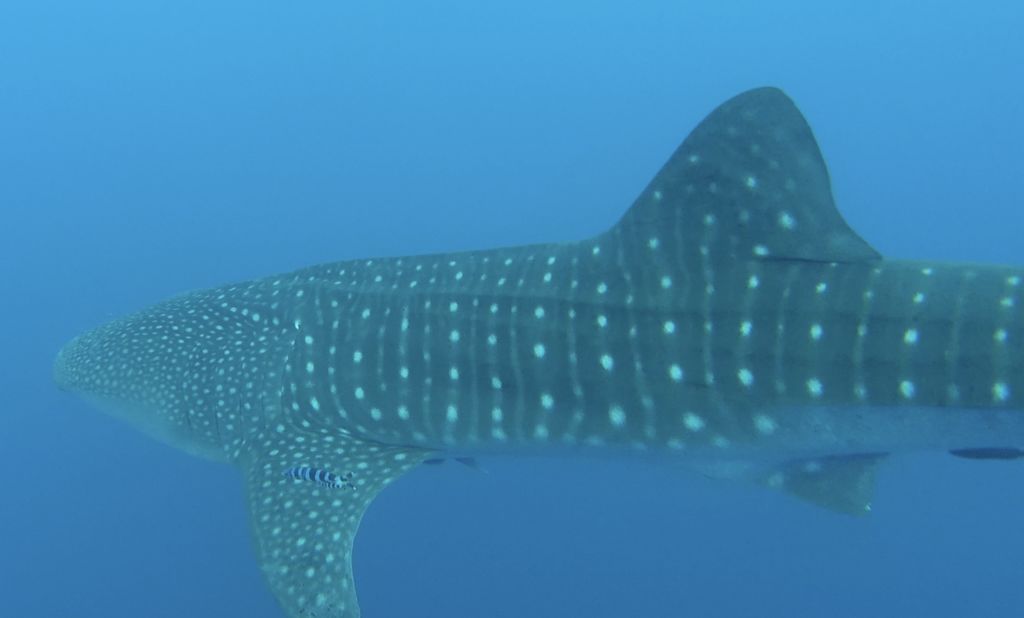 ff9ad9fd-533a-4f0d-a68e-0d0821e8986c