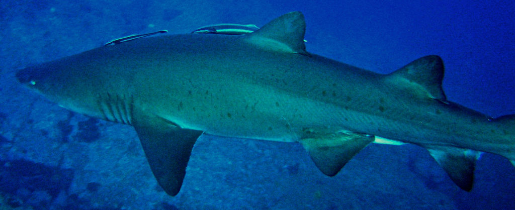 0d7054ca-da25-4e48-af64-6d871bea4493