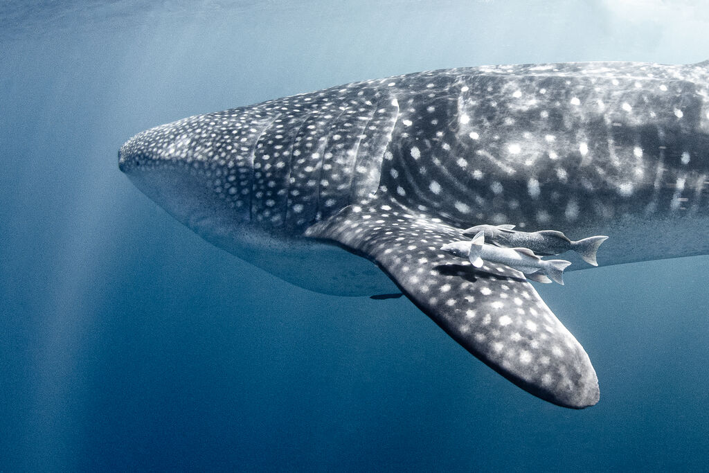 e13e3f89-1c0f-4586-99f7-aaf190359b66