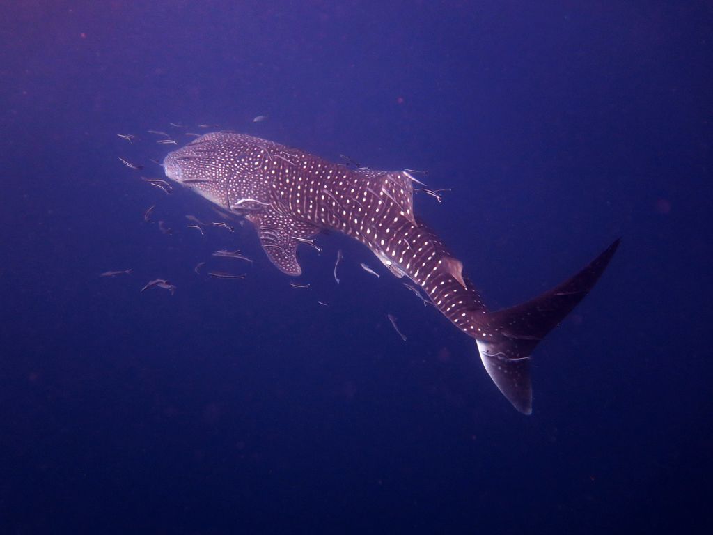 a8799feb-63ea-4840-93e4-eab112974e1c