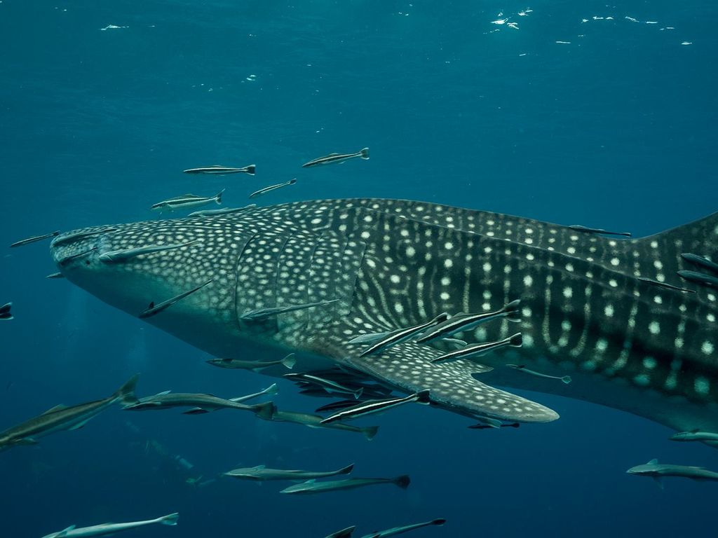 a8799feb-63ea-4840-93e4-eab112974e1c