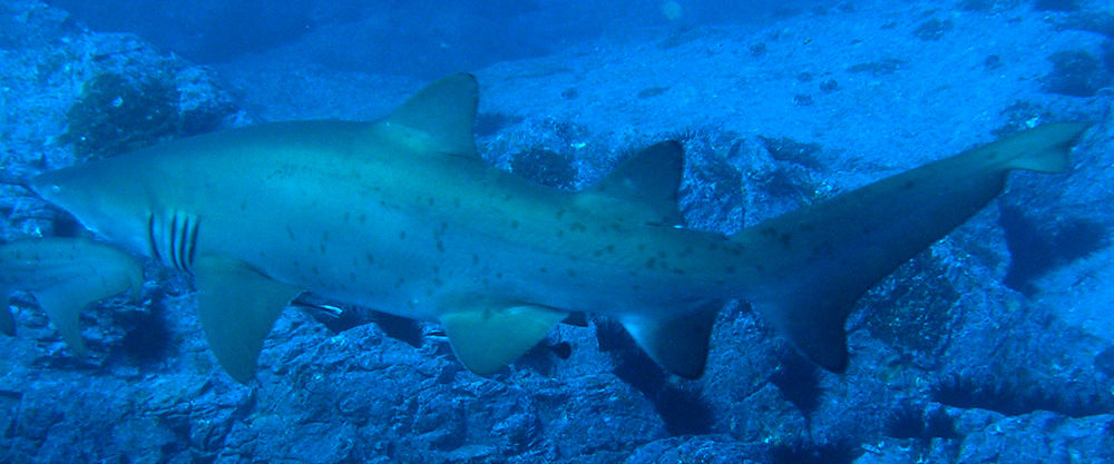 5c31445e-1fc3-4f3a-b220-0de707fc87c4