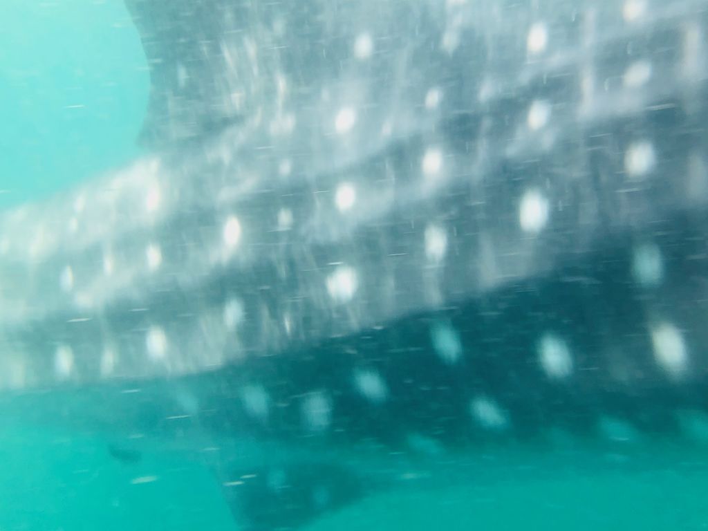 12e46853-4188-4dd8-854f-34e69fabb8ca