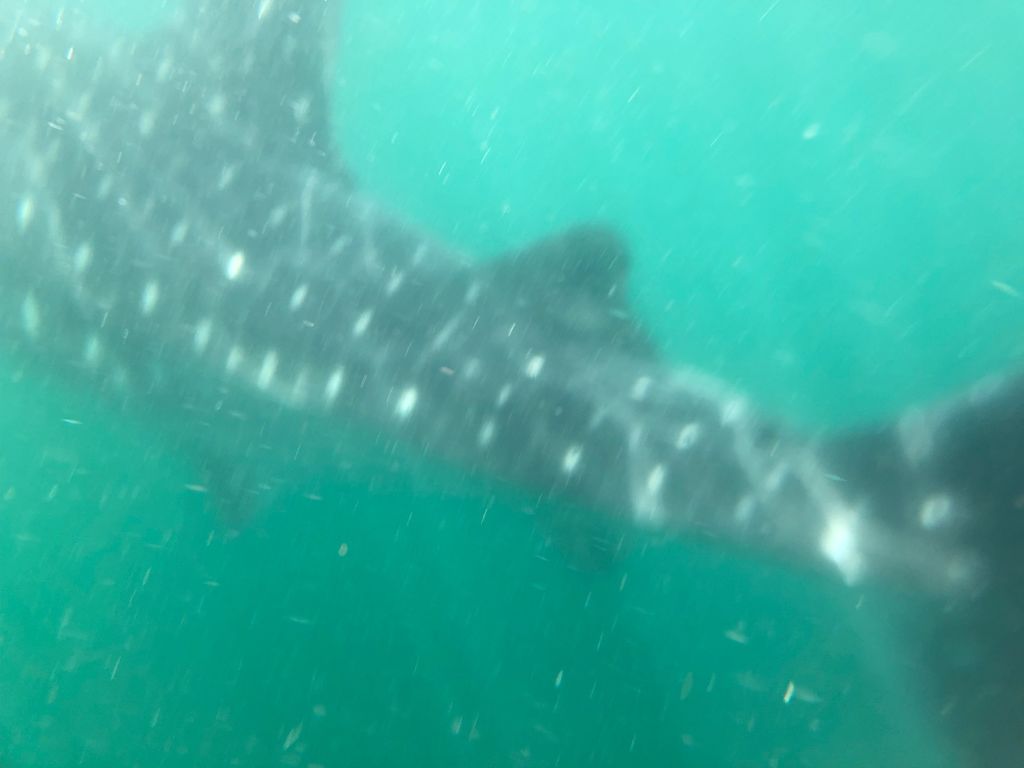 12e46853-4188-4dd8-854f-34e69fabb8ca