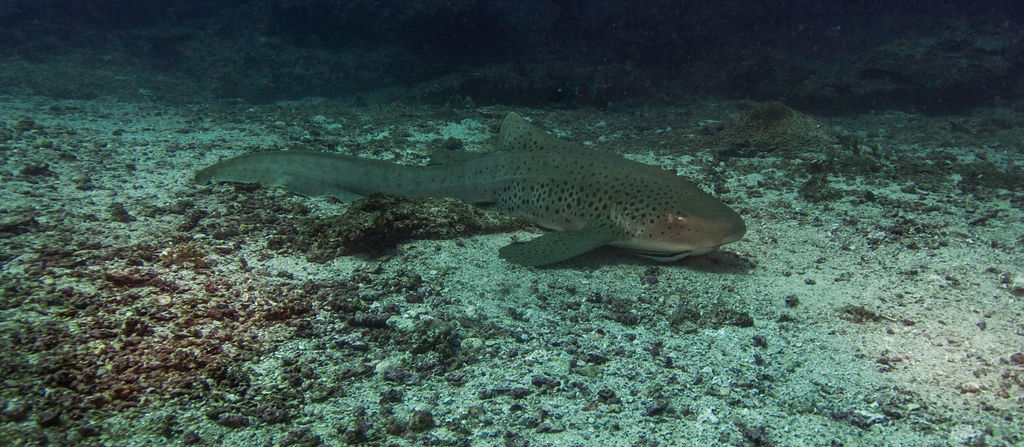 5bcea7b4-f27d-4d6d-ae6d-e9c0abc0c136