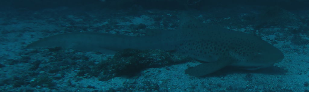 5bcea7b4-f27d-4d6d-ae6d-e9c0abc0c136