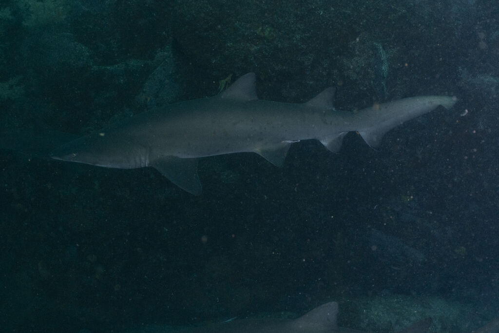 0031bd56-eca2-4a8a-b6b6-6827aefcfacc