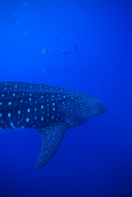 267d0f2b-471a-41e4-9fe1-344006943d9a