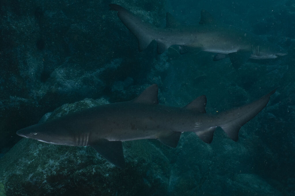 2b06e6ea-3485-4dd4-aa5a-d1b36536994e