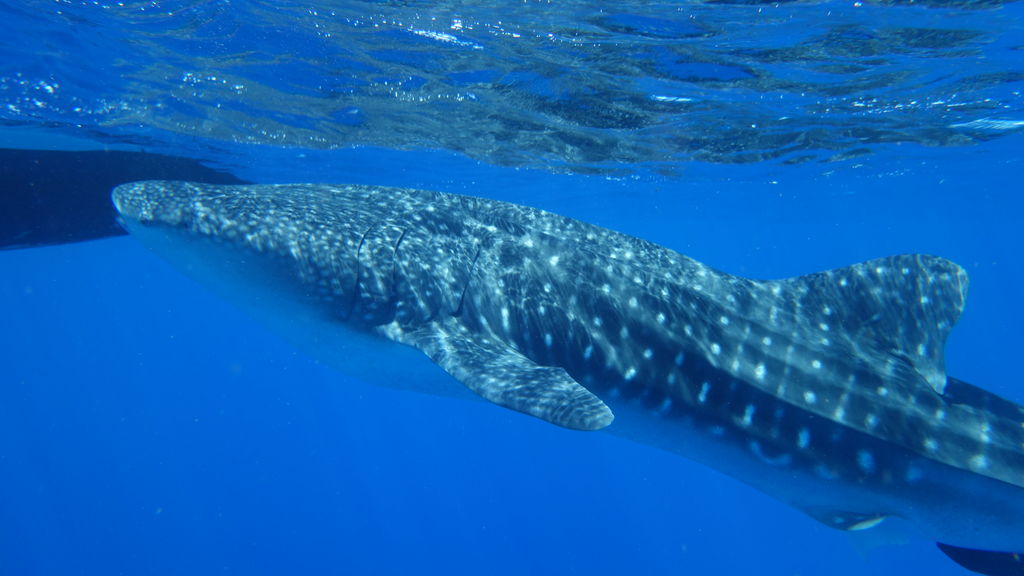 4740d5af-db71-48d1-bc33-91d899cbf55c