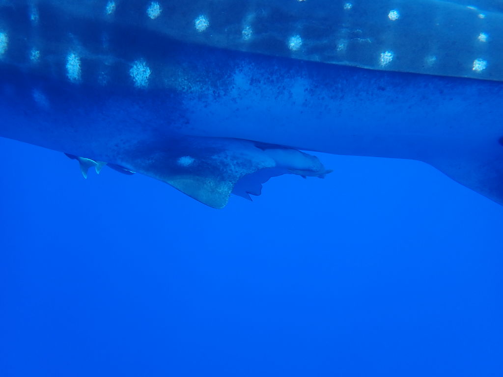 af8868f7-23be-4d87-a1ee-f23708230cf9