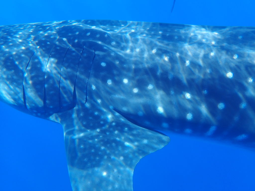 af8868f7-23be-4d87-a1ee-f23708230cf9