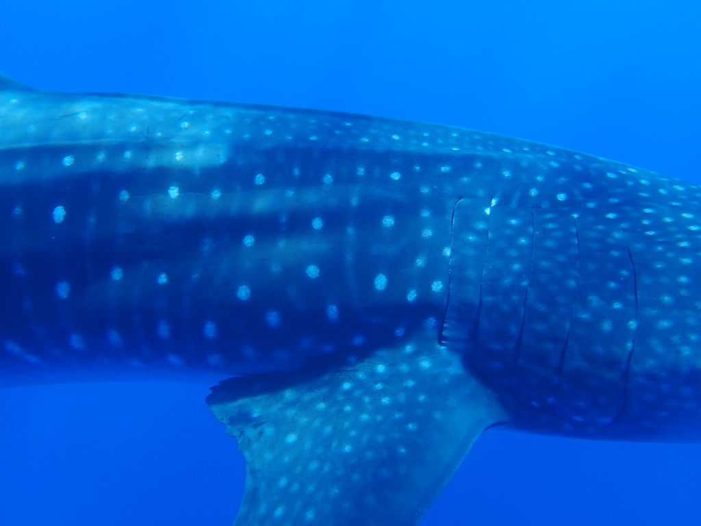 af8868f7-23be-4d87-a1ee-f23708230cf9