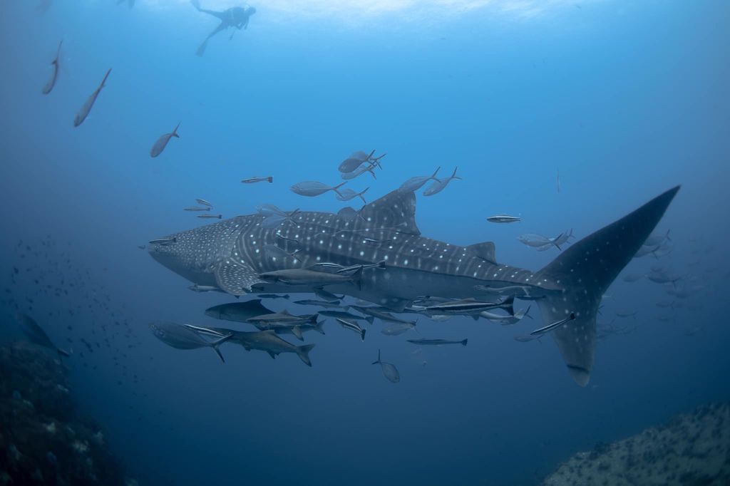 0fe0dcda-b77d-4521-bd84-d962c8c400ce