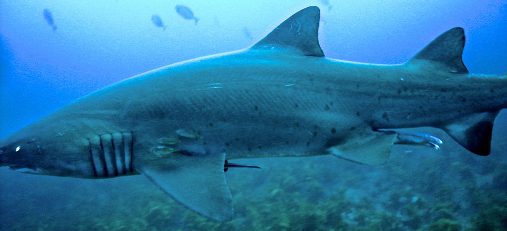 2f310075-9117-4652-ad4e-620313cdc8e5