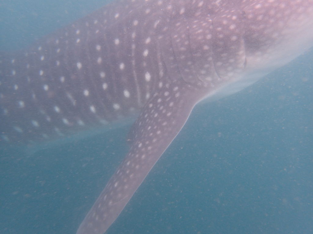 d81eb7c5-78be-42aa-9c0f-c6078c9a3a12