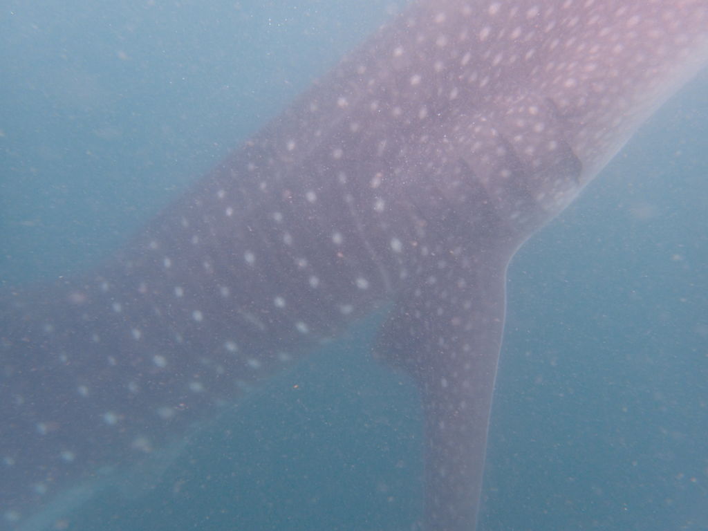 d81eb7c5-78be-42aa-9c0f-c6078c9a3a12