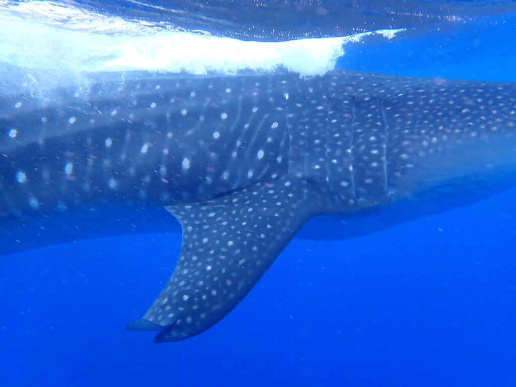 a76461a3-dde3-4140-89f1-bd81deb32920