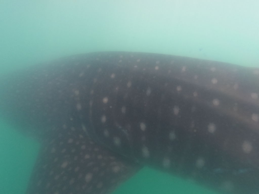 03d7b3fe-6711-4ce0-9ab8-e16e1cd75835