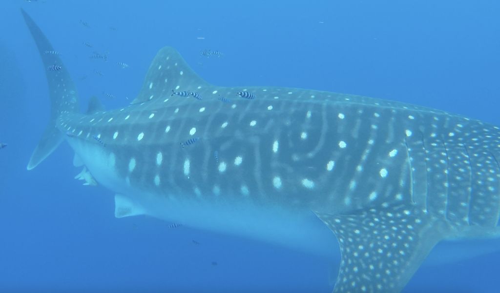 3f33a17f-ba65-44ac-a850-67cf78cfe59c