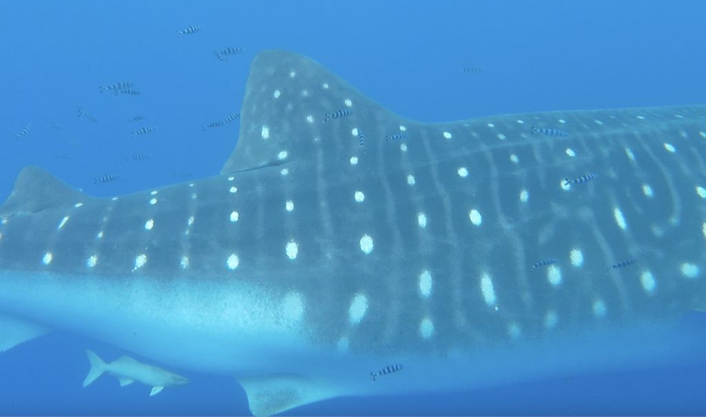 3f33a17f-ba65-44ac-a850-67cf78cfe59c