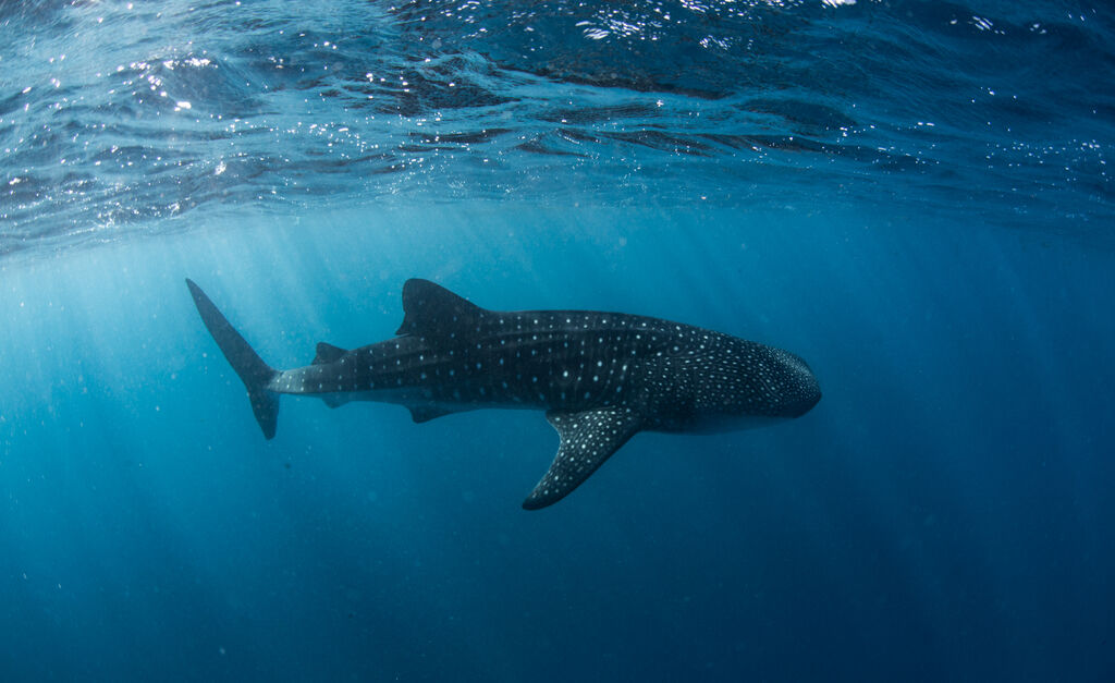 388adb33-385a-489c-83c7-e63fc3da7447