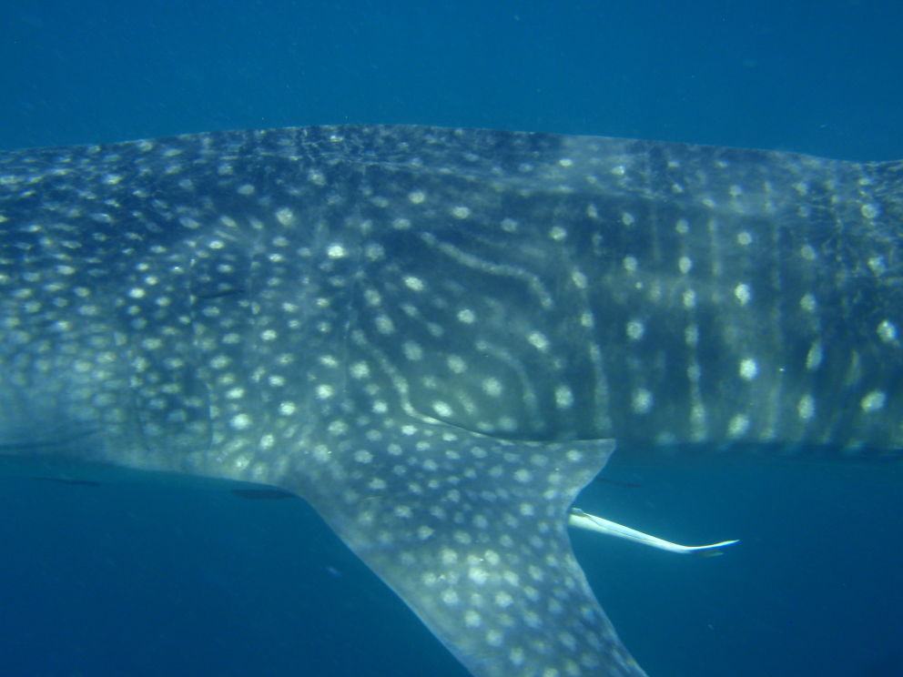 44aafe73-8894-4e00-b328-c39902eea5bc