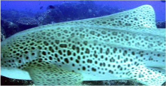 d0f7f92a-45eb-4f00-9285-82043ce20493