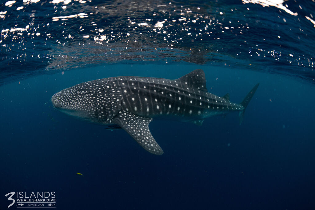 4e3bfe94-cfe4-4a1b-90d7-7ea09b7f001f