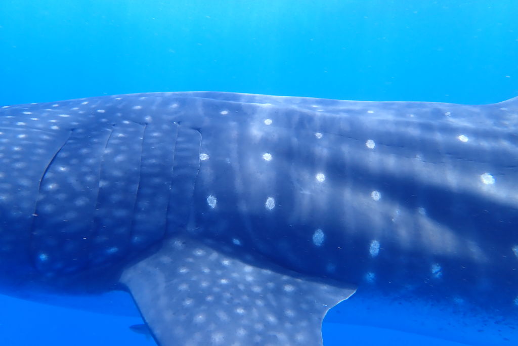 67950174-f52d-4e28-99e8-c0677c07cbe6