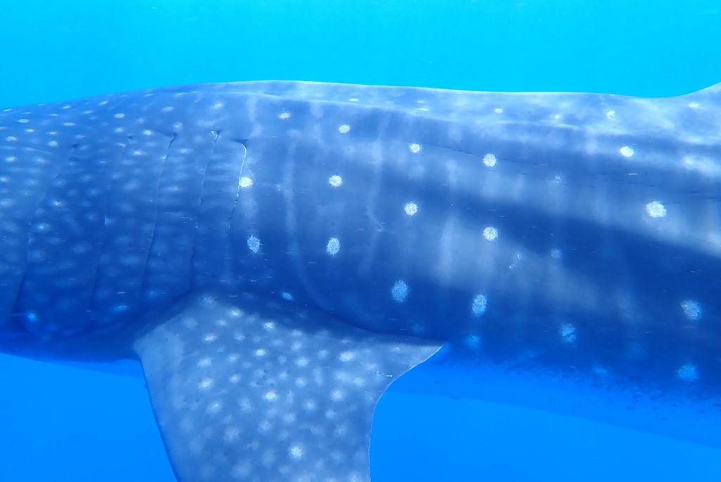 67950174-f52d-4e28-99e8-c0677c07cbe6