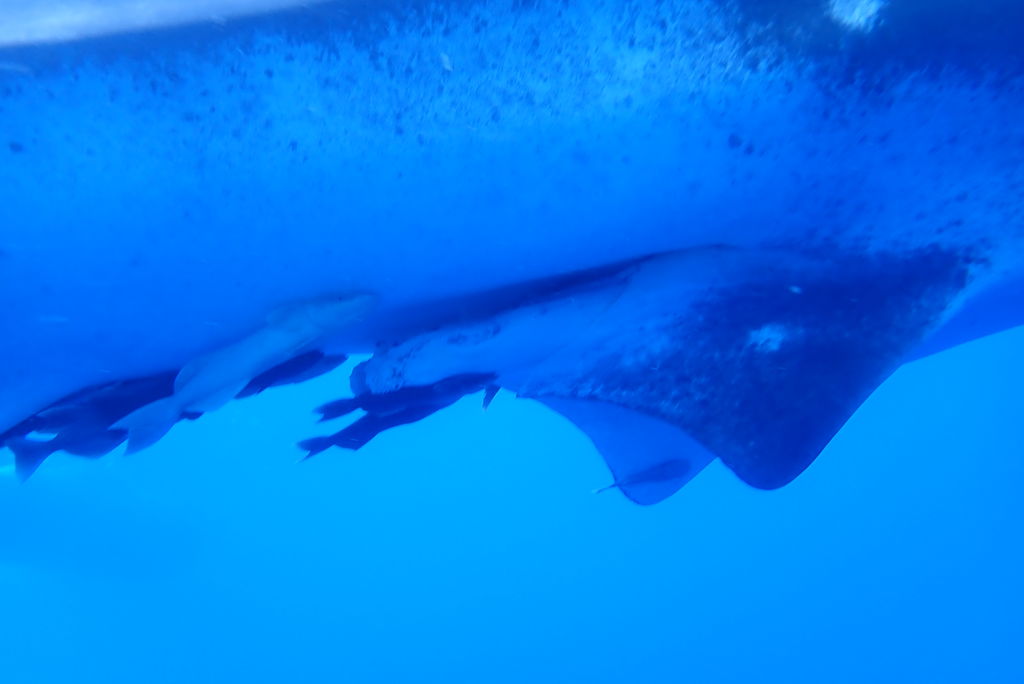 67950174-f52d-4e28-99e8-c0677c07cbe6