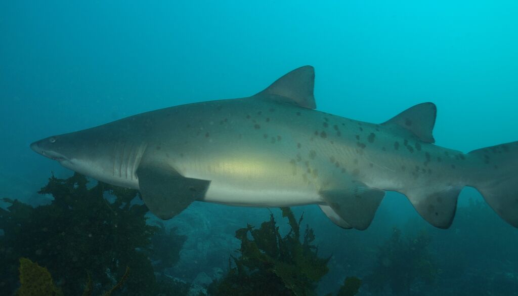 c0d2ac02-3ac4-4da0-aa07-d61129000dfc