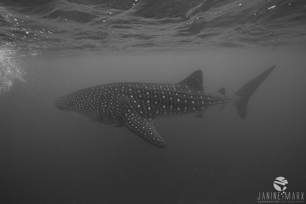 24d9c2a0-b959-4242-94b5-68403b90ef48