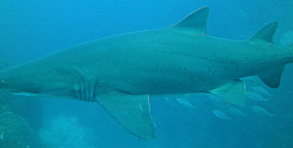 f45d97c5-f97d-474c-8a16-a484d9bc3187