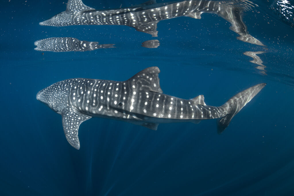 ca9c82c0-3b97-4e1b-89ad-b48a69699bde