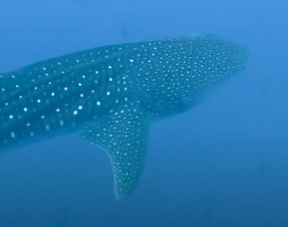 0da62b8a-6b69-4fd3-b19d-2a3de8da5d0f