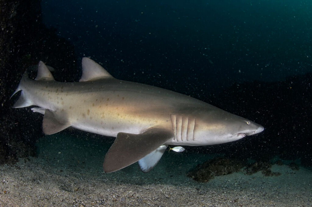 7e32625c-ba67-49f6-a164-4df59a5930d2