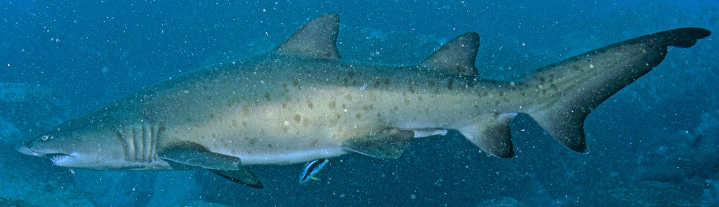 8ac99811-1d88-40af-9c52-c9d1c52ead63