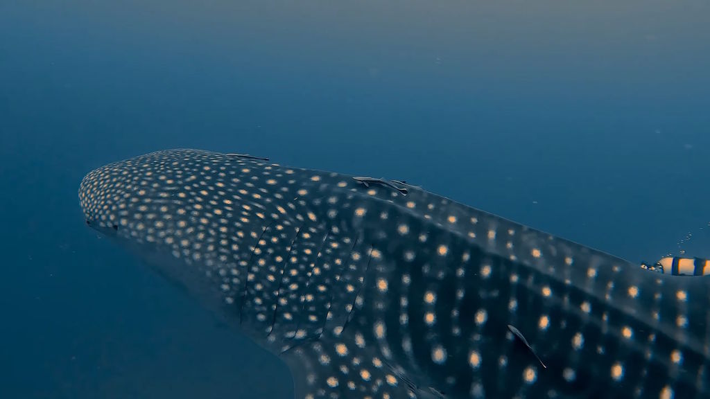 b6f060d9-d6d0-418b-8948-f3afe64b55b0