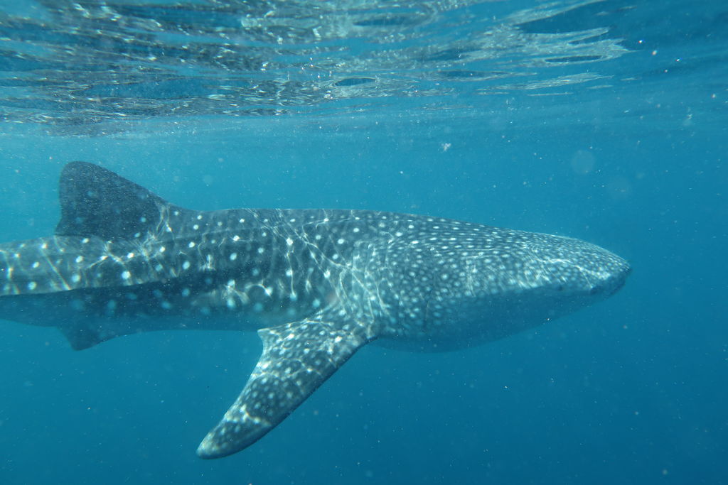 572bde17-eecc-4822-9594-b314f6a8f984