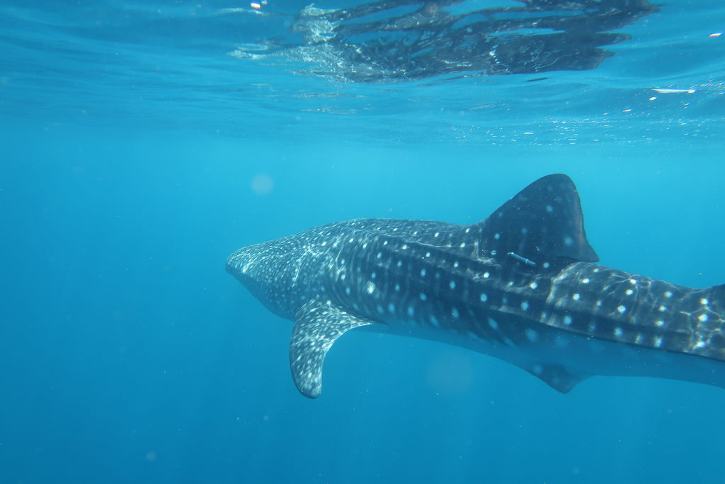 572bde17-eecc-4822-9594-b314f6a8f984