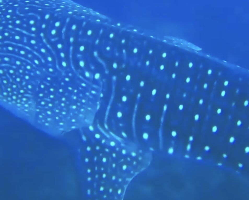 b823d8de-518a-4c91-963e-21dc8dc678b1