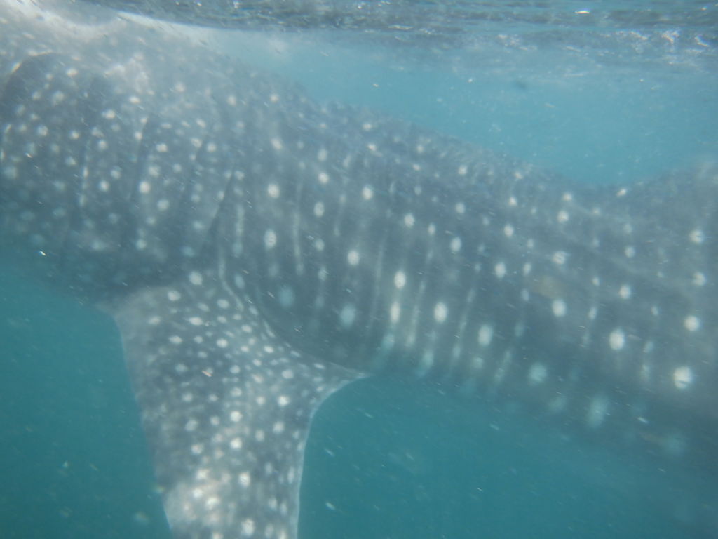 fcaabf24-a2a7-4444-9e38-f8c36368f3a8