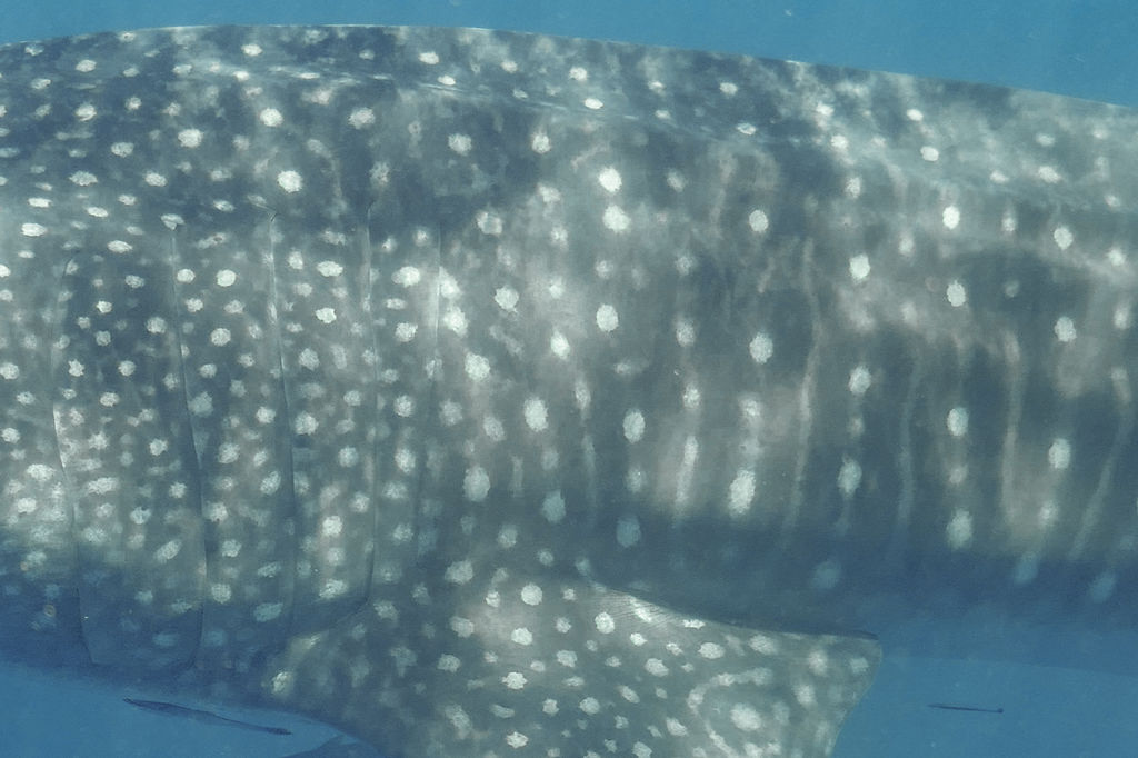 033708c4-e2bd-40d9-a4bb-bf510d574937