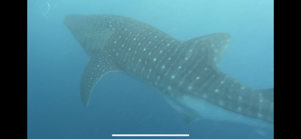 6a6bc5ec-dd3e-42cd-8ddb-e4eb04c1352f