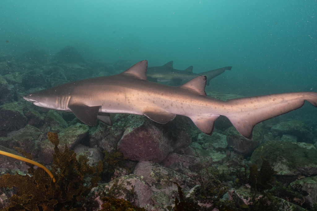 0d82d35d-eb53-430f-91c5-30422e86de66