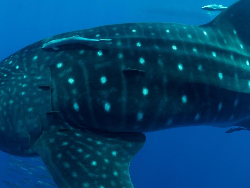 ab917e40-d76b-432d-8de7-1343b056a09d