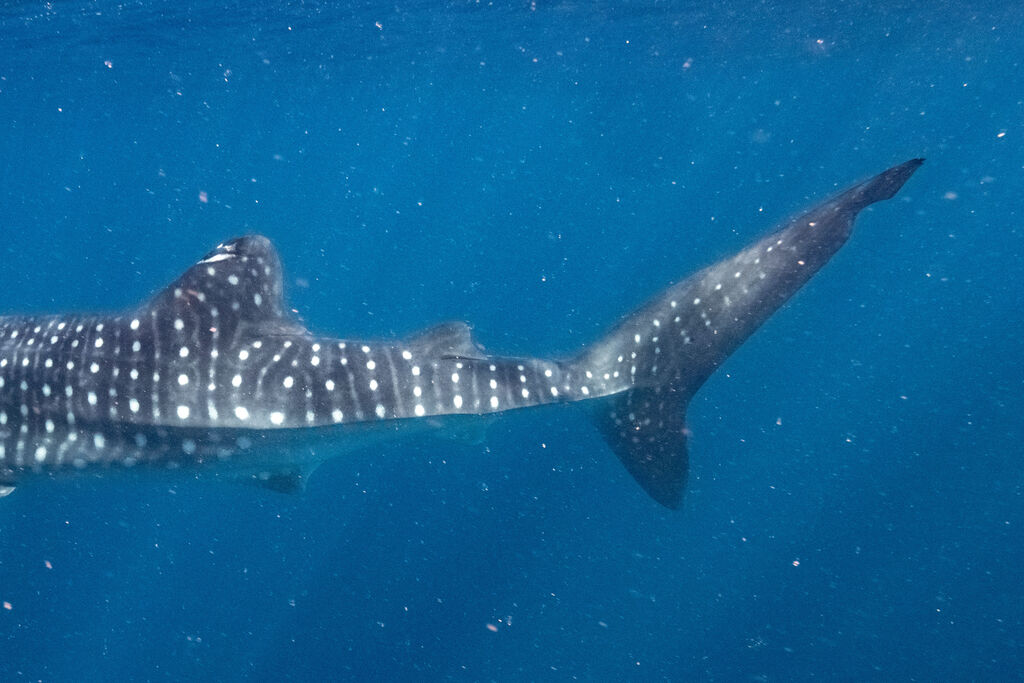 558d3b73-a17c-4dab-931d-ef526a197636