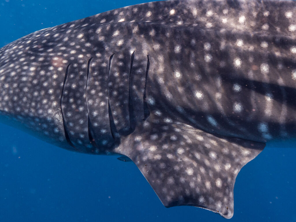 e0a30718-746e-46d4-9ed8-4a85286b29ba